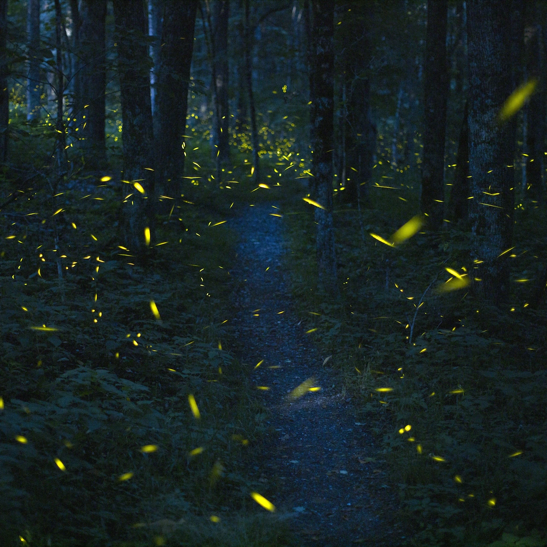 fireflies in georgia