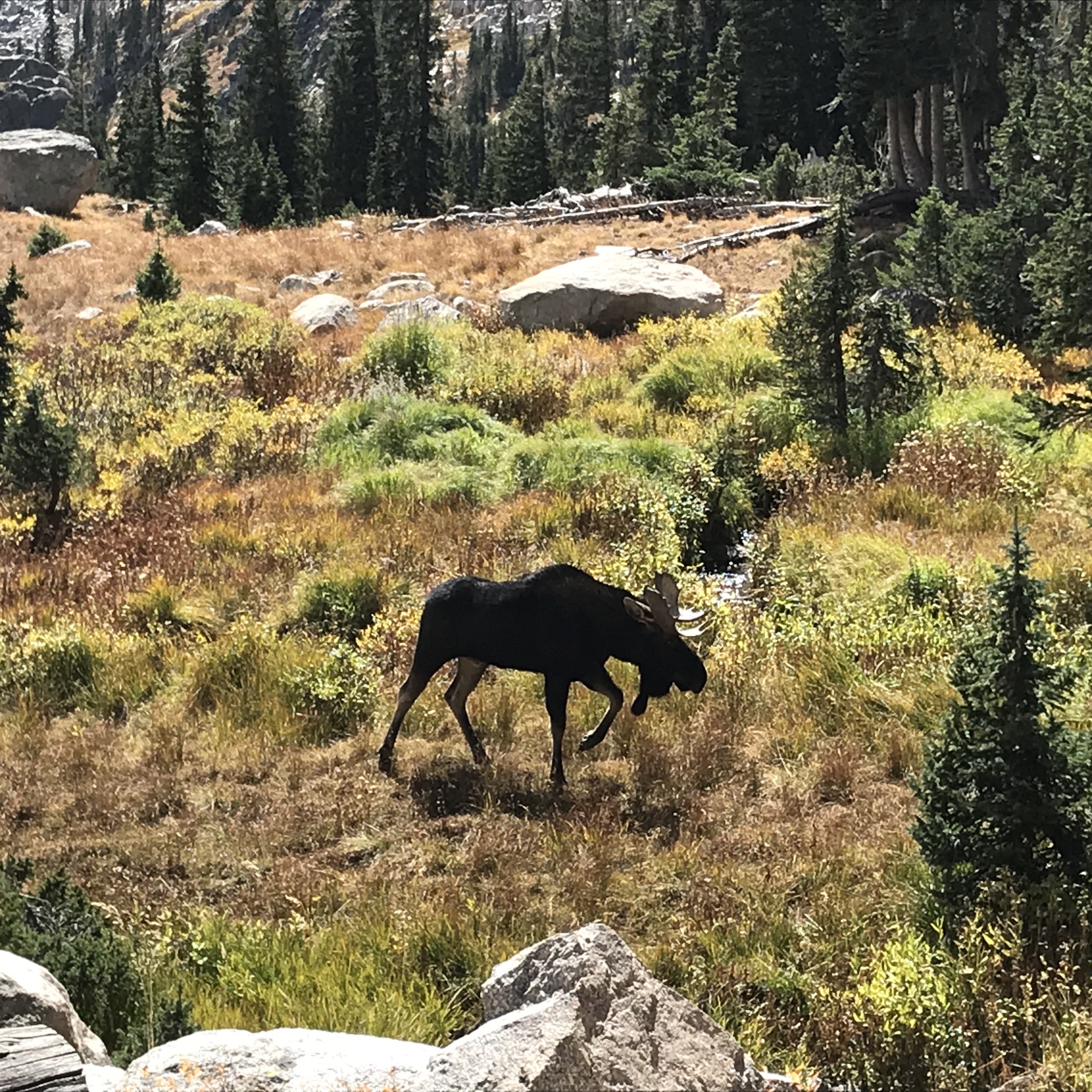 a moose in indian peaks wildnerness, colorado