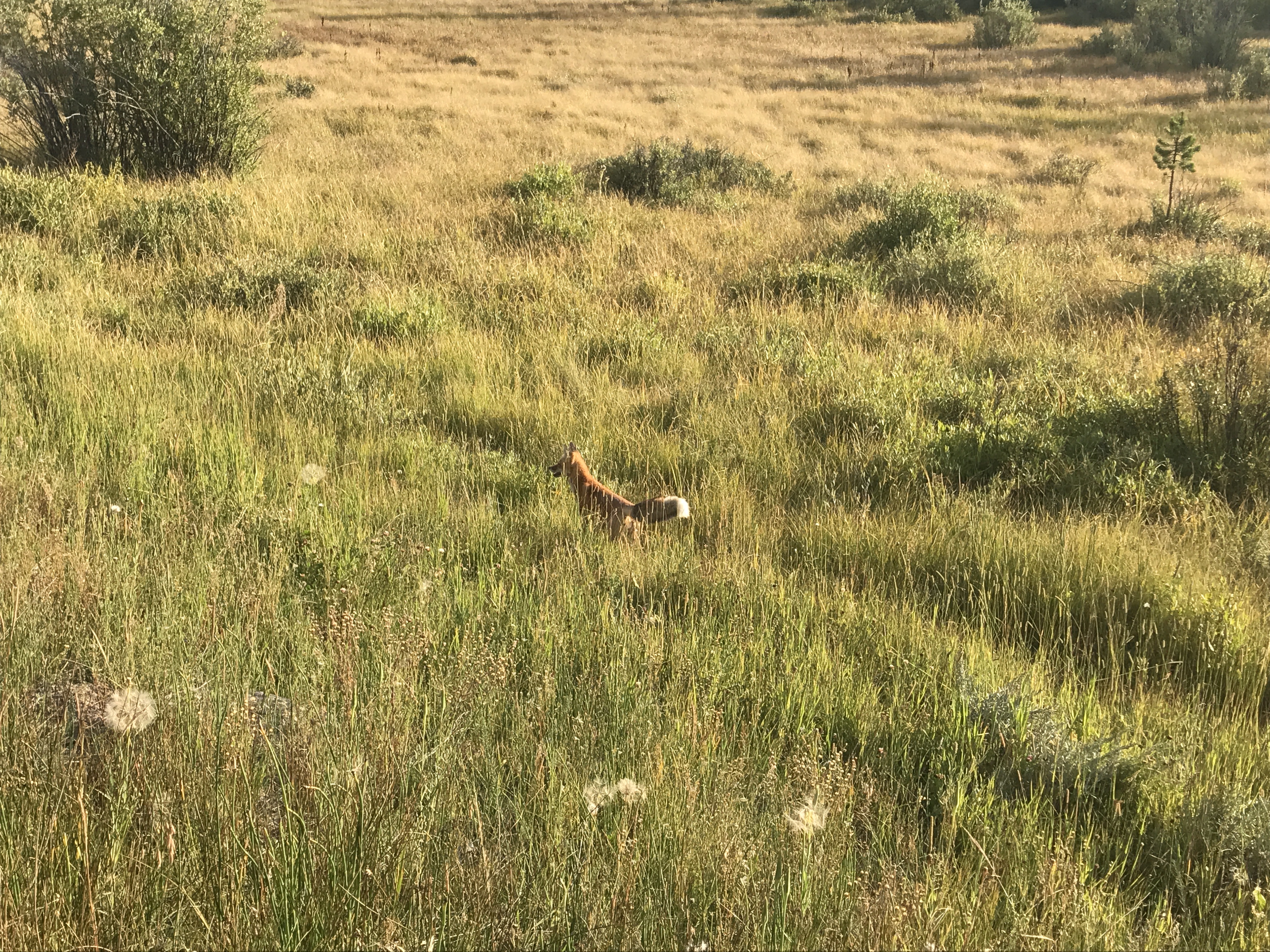 fox