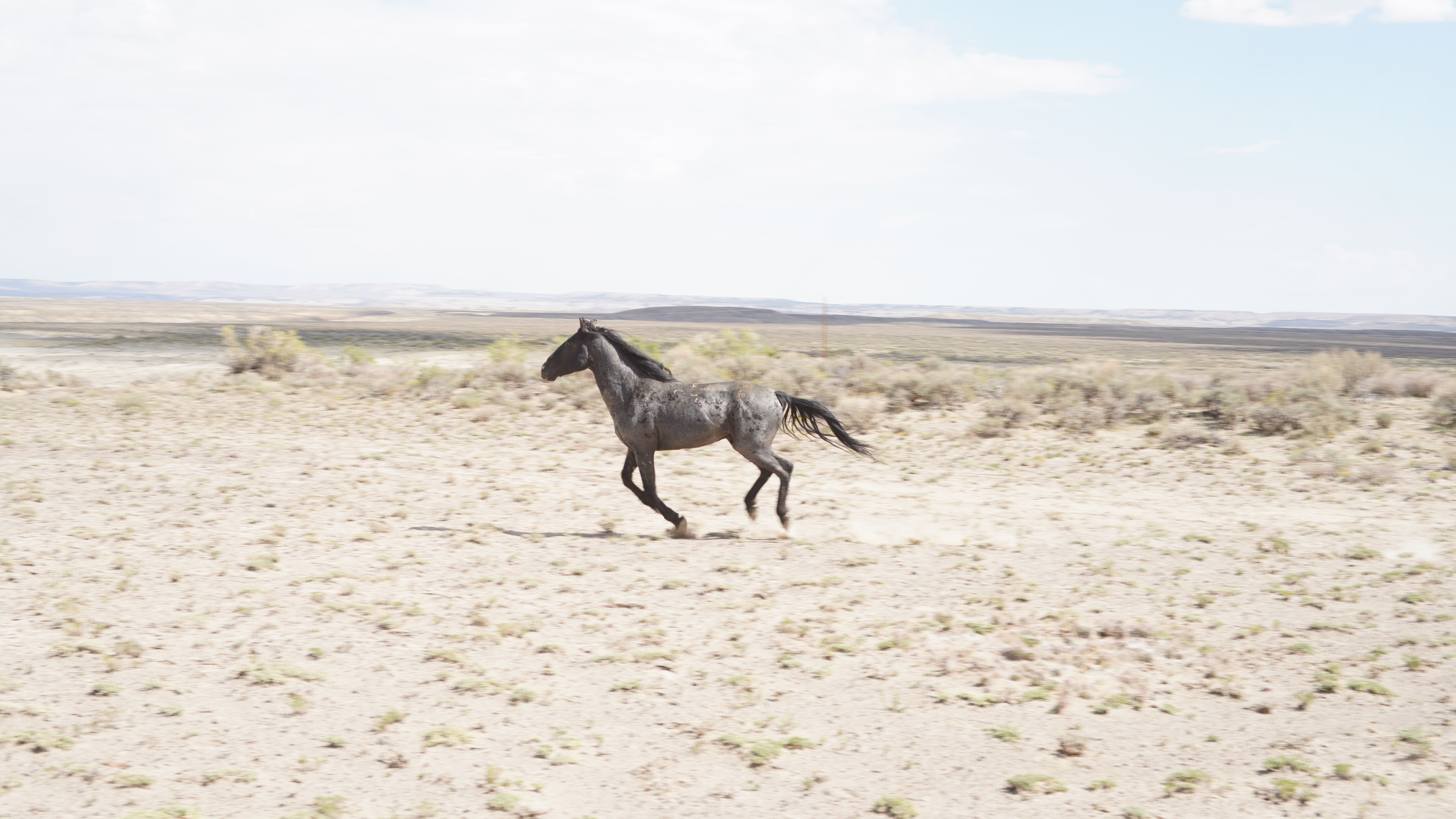wild horse in colorado