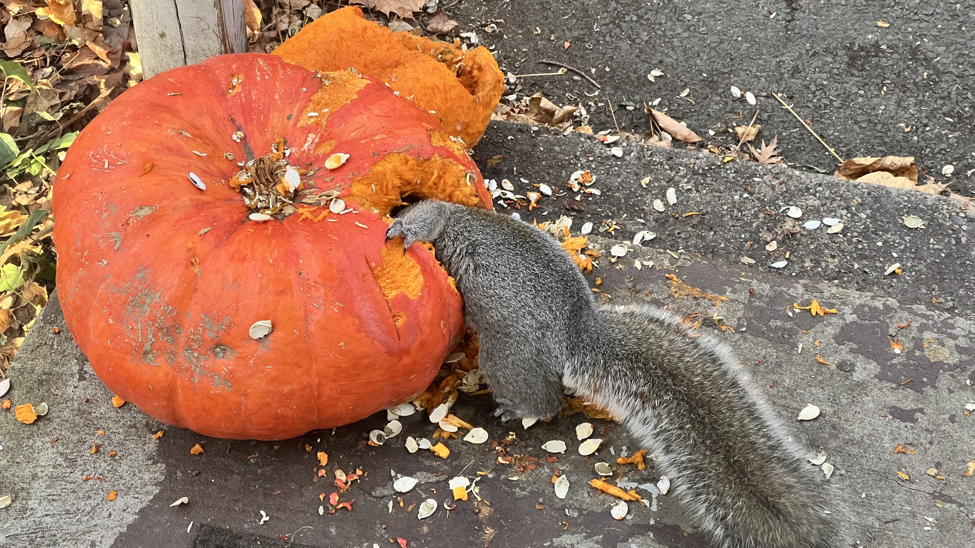 squirrel eating inside a pumpkin