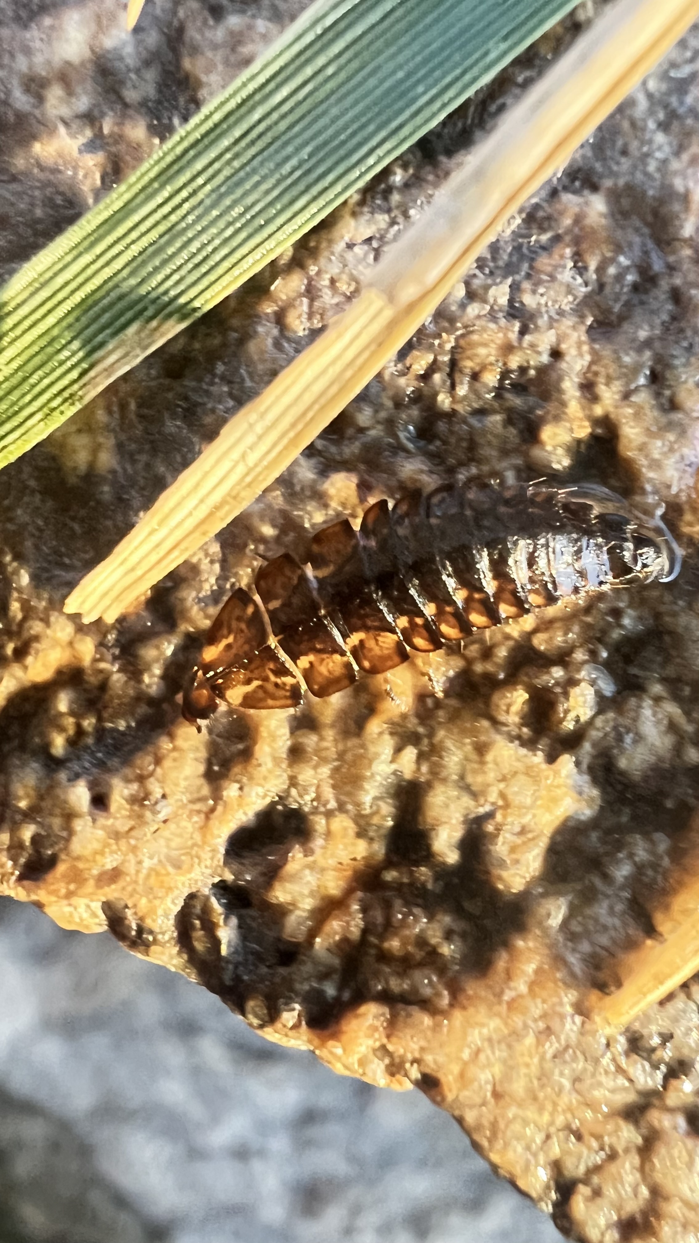 firefly larva