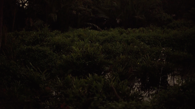 fireflies